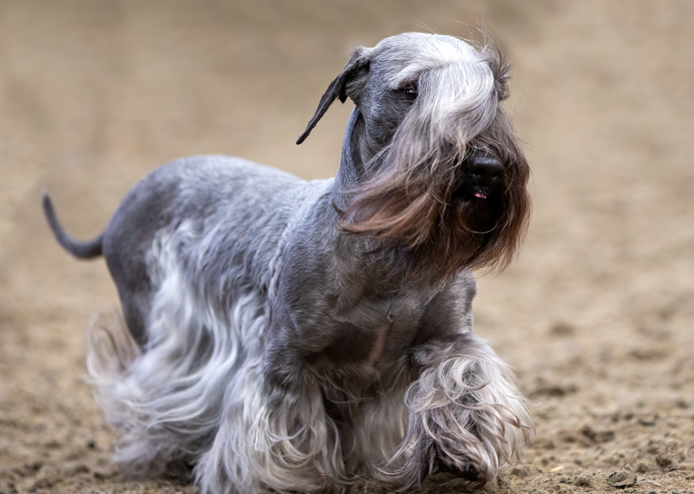 #15. Cesky terrier